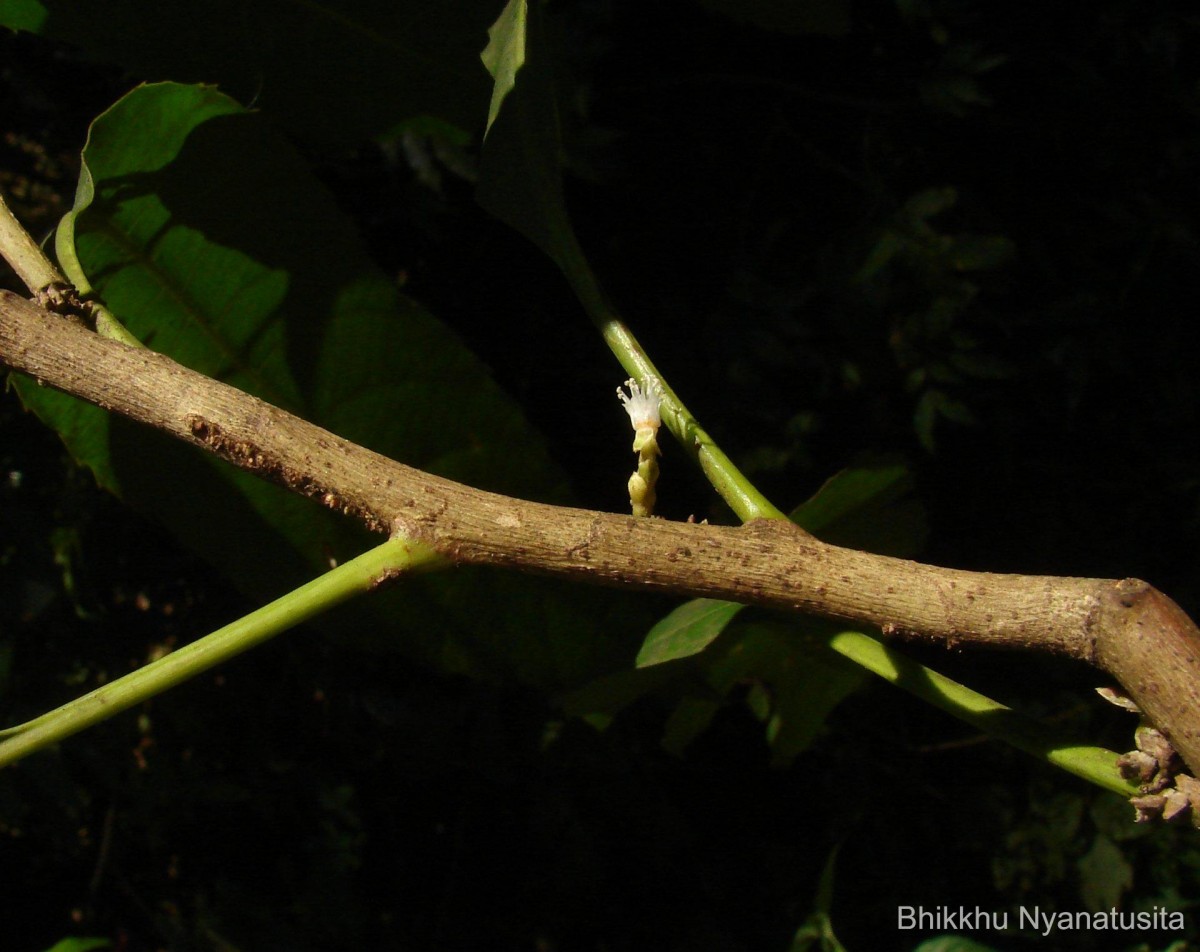 Agrostistachys indica Dalzell